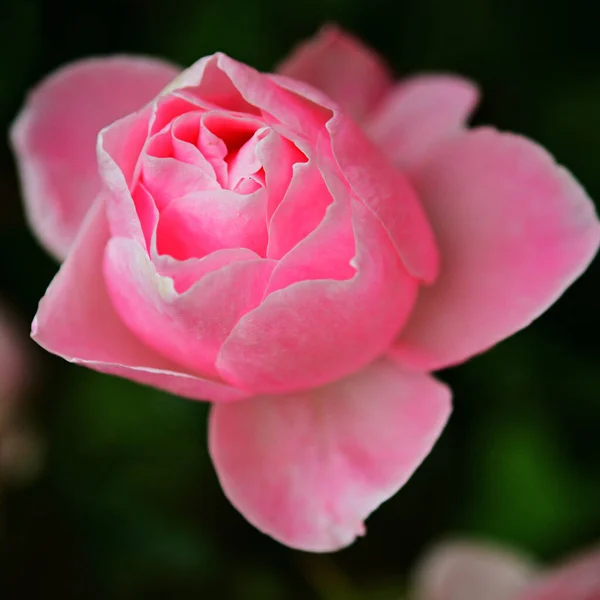 Closeup Blooming Pink Rose Dark Garden Background — 图库照片