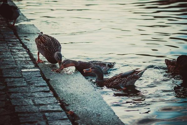 View Ducks Swimming Pond — 图库照片