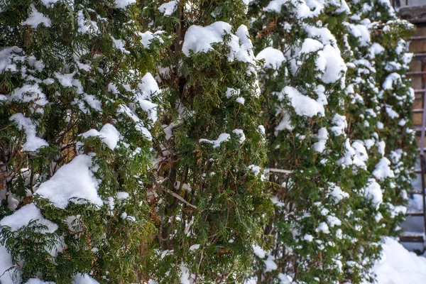 Ein Schöner Winterblick Auf Bäume Und Pflanzen Die Mit Schnee — Stockfoto