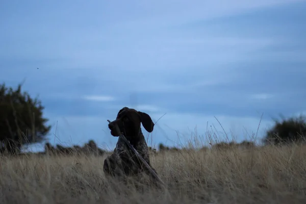 Young Hound Dog Playing Field Countryside — Foto de Stock