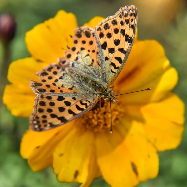 Selective Focus Pearl Butterfly Yellow Flower Blurred Garden Background — Φωτογραφία Αρχείου