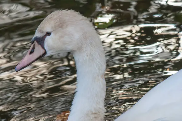 Closeup Head White Swan Water Background — Stockfoto