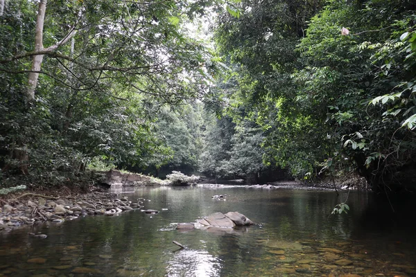 Nature Central Kalimantan Forest — Fotografia de Stock