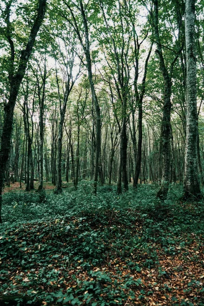 Vertical Shot Beautiful Forest Scenery Tall Trees — Fotografia de Stock