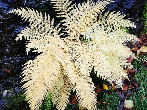 Closeup Beautiful Fern Plant Forest — 图库照片