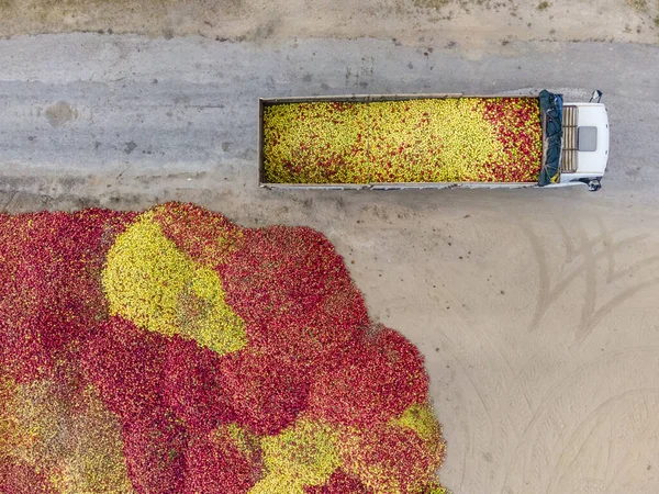 Aerial View Loader Carries Appels Verplaatsen Voor Productie Van Sap — Stockfoto