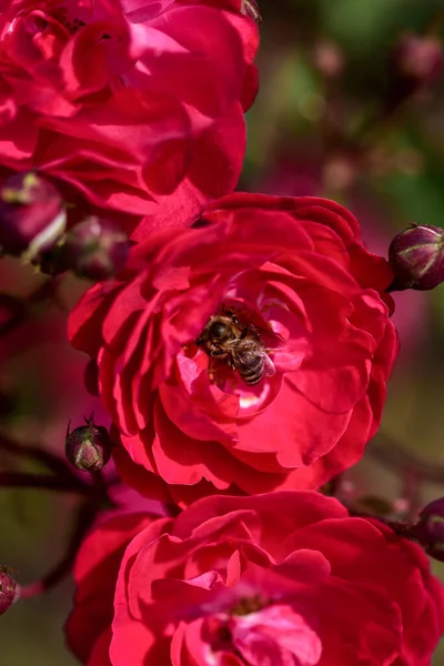 Plano Vertical Rosas Rojas Florecientes Vegetación —  Fotos de Stock