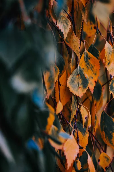 Tiro Vertical Folhas Outono Vegetação — Fotografia de Stock