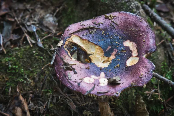 Closeup Shot Old Destroyed Mushroom Ground Season Autumn — Stock Fotó