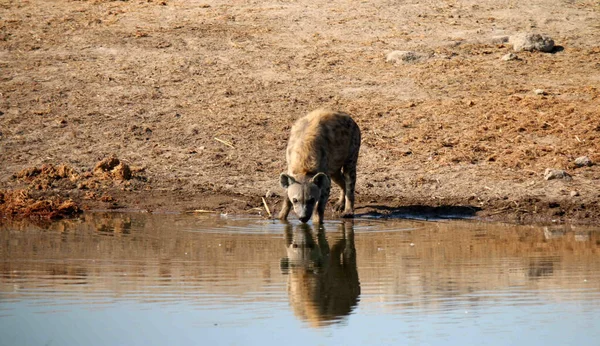 Baby Hyena Drinking Water Lake — Stock fotografie