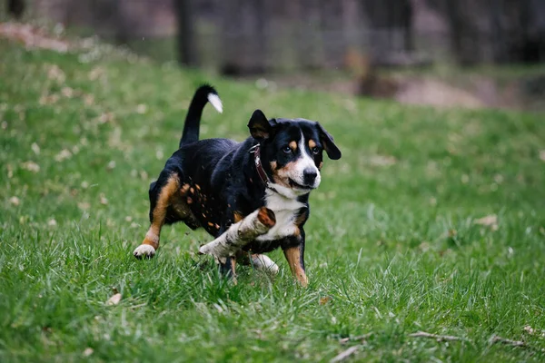 Closeup Cute Entlebucher Black Mountain Dog Playing Sport Training — Stockfoto