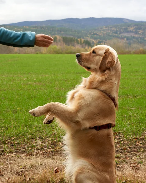 Vertical Shot Golden Retriever Dog Playing Its Owner — стоковое фото