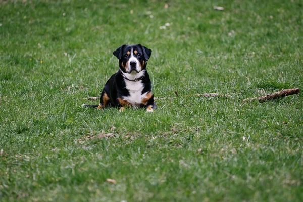 Cute Domestic Greater Swiss Mountain Dog Outdoors — Stok fotoğraf