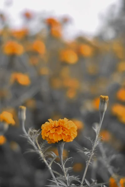Eine Selektive Fokusaufnahme Von Ringelblumen Auf Dem Feld — Stockfoto