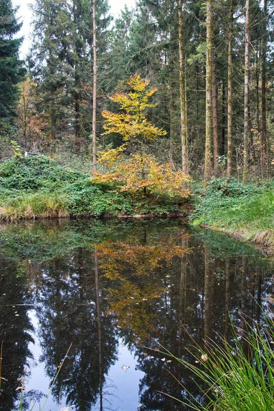 Beautiful Scenery Trees Colors Season Autumn Small Lake Forest — Stock Photo, Image