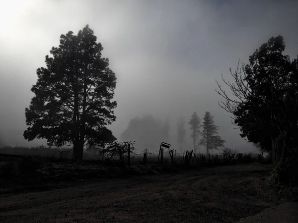 Ein Hoher Baum Inmitten Eines Nebligen Feldes Morgen — Stockfoto
