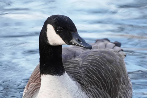 Retrato Ganso Canadá Num Corpo Água Branta Canadensis — Fotografia de Stock