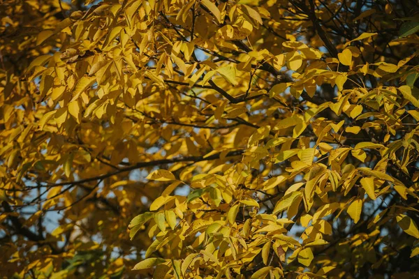 Closeup Beautiful Orange Leaves Bright Fall — Stock Photo, Image