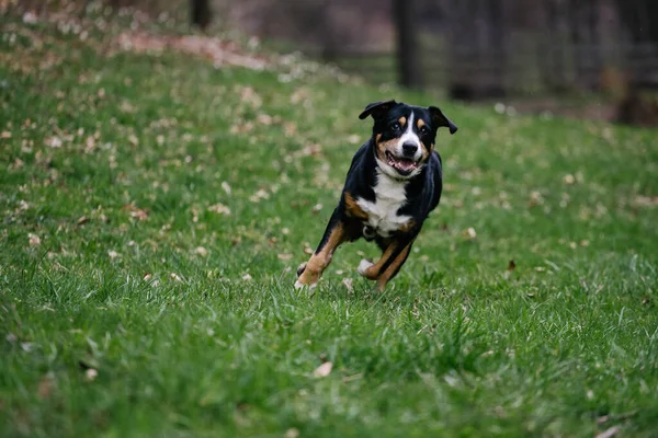 Closeup Shot Cute Swiss Entlebucher Mountain Dog Running Park Green — стоковое фото