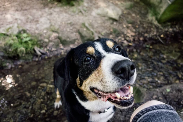 Cute Domestic Greater Swiss Mountain Dog Outdoors — Stock Fotó