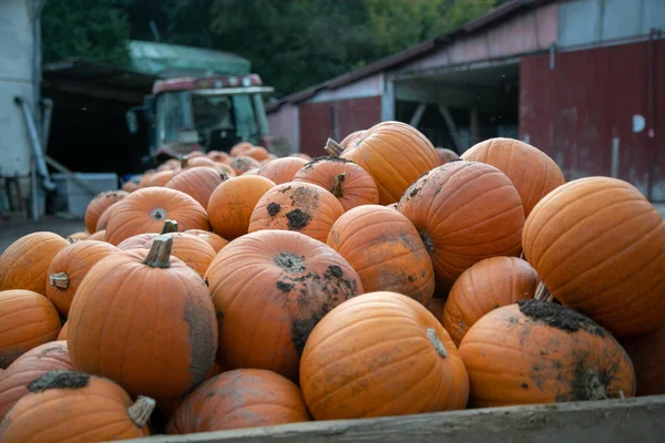 Closeup Shot Pumpkins Wooden Container — Stockfoto