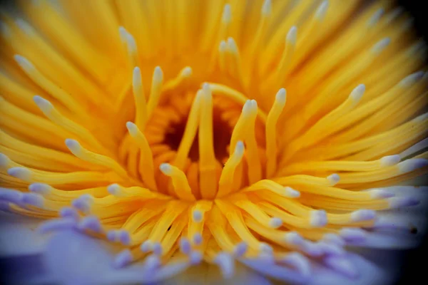 Close Uma Planta Amarela Vibrante Com Fundo Embaçado — Fotografia de Stock