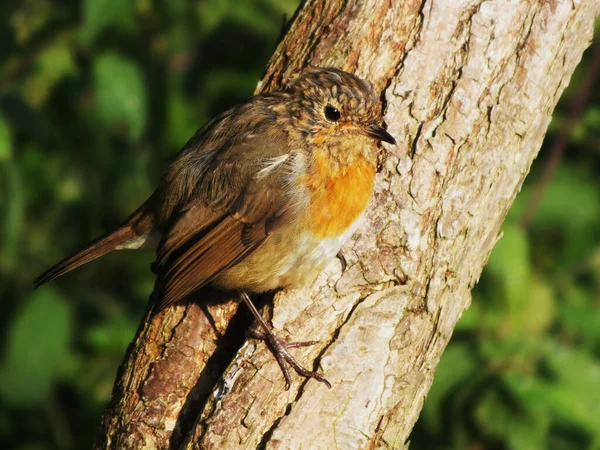 Closeup Beautiful Small Robin Bird Standing Tree Sunlight — Fotografia de Stock