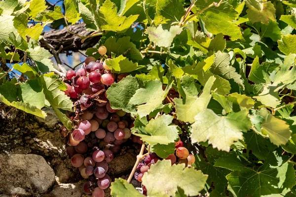 Closuep Shot Fresh Grapes Fwoing Sunlight Vineyard Crete Greece — Zdjęcie stockowe