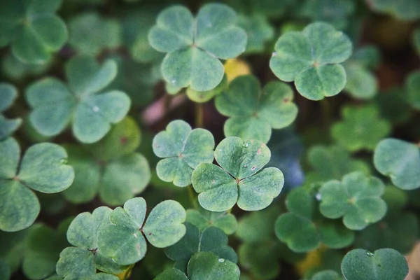 Selective Focus Shot Beautiful Green Flowers Time Autumn Season — стоковое фото