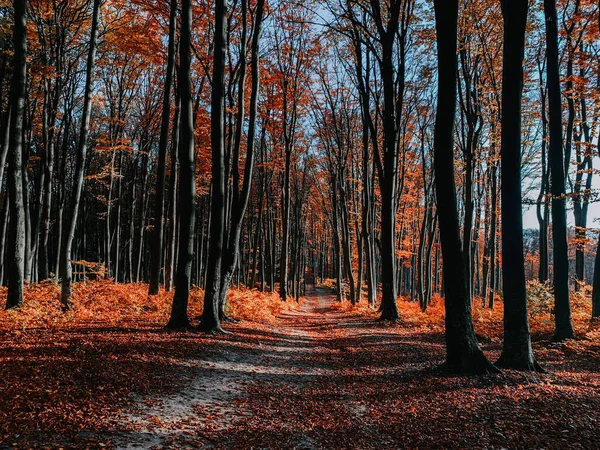 Caminho Estreito Floresta Outono — Fotografia de Stock