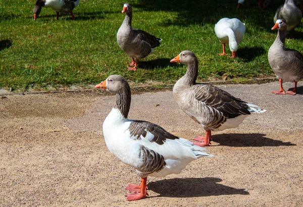 Cute Geese Ducks Walking Park — 스톡 사진