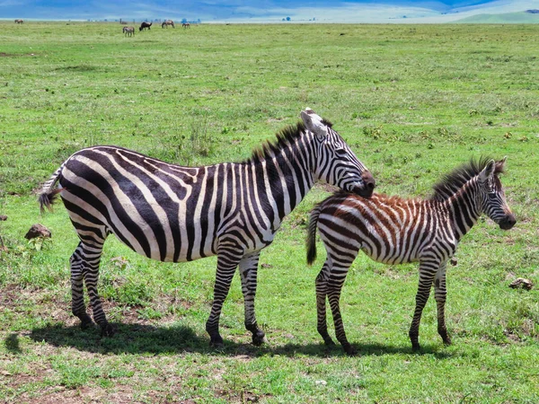 Beautiful Shot Mother Zebra Walking Grass Its Kid Serengeti Africa — Stock fotografie