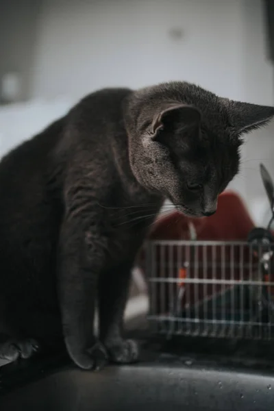 싱크대에서 아름다운 고양이의 — 스톡 사진