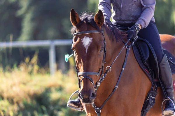 Closeup Shot Brown Horse Bridle Sport Training — Foto Stock