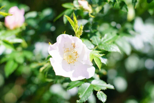 Closeup White Flowerwith Leaves Blurred Background — Stock Photo, Image