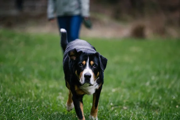 Adorable Swiss Mountain Dog Running Grassy Field — ストック写真