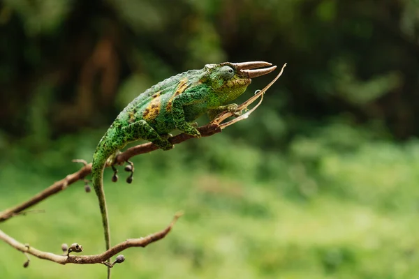 Výběrový Snímek Chameleona Větev Ugandě — Stock fotografie
