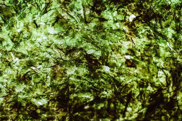 Яскраво Зелений Фон Подрібнених Гілок Дерева Листя — стокове фото