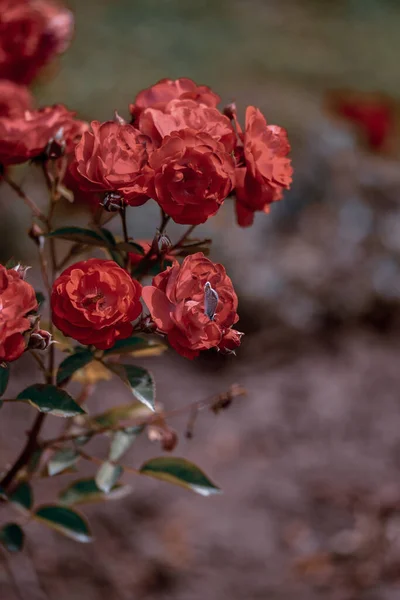 Μια Κάθετη Βολή Από Ανθισμένο Σπρέι Τριαντάφυλλο Αλγερία Λουλούδια — Φωτογραφία Αρχείου