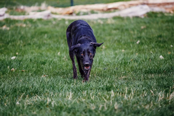 Closeup Shot Cute Black Labrador Retriever Park Sunny Day — Stok fotoğraf