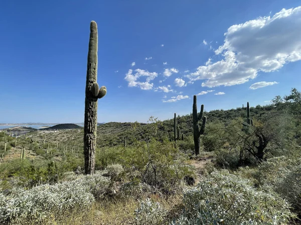 Una Hermosa Vista Paisaje Desértico Con Cactus Arizona —  Fotos de Stock