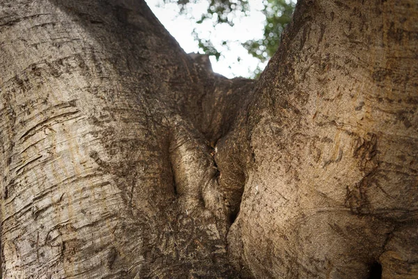 Close Shot Tree Tru — Stock Photo, Image