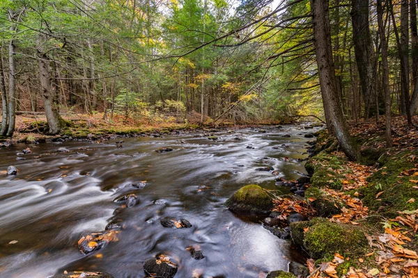 Bright Summer Day Woods River Stream Running Lush Greenery — Stockfoto