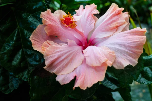 Närbild Busken Hibiscus Rosa Blomma — Stockfoto