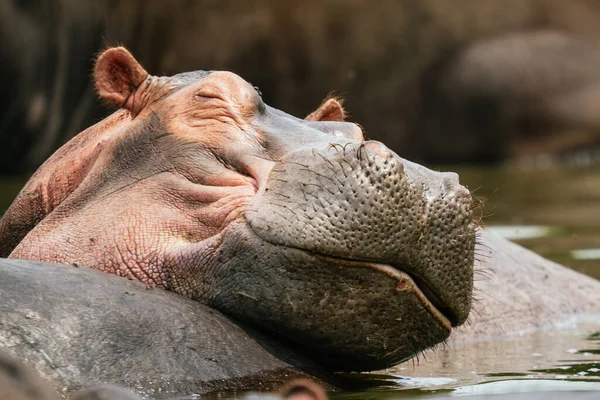 Gros Plan Des Hippopotames Ouganda — Photo