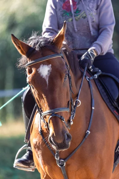 Vertical Closeup Shot Brown Horse Bridle Sport Training — 图库照片
