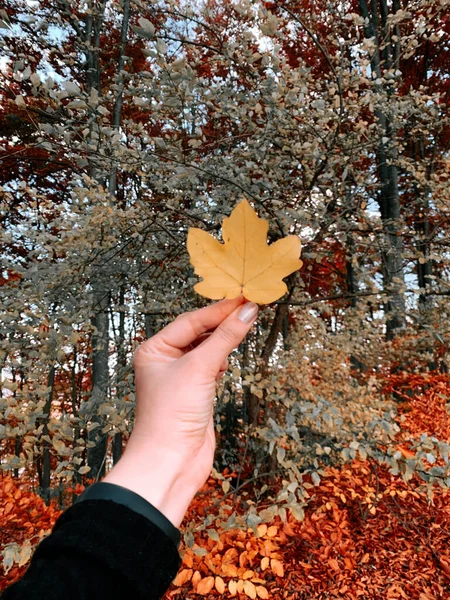 Eine Vertikale Aufnahme Einer Person Mit Einem Herbstblatt Einem Wald — Stockfoto