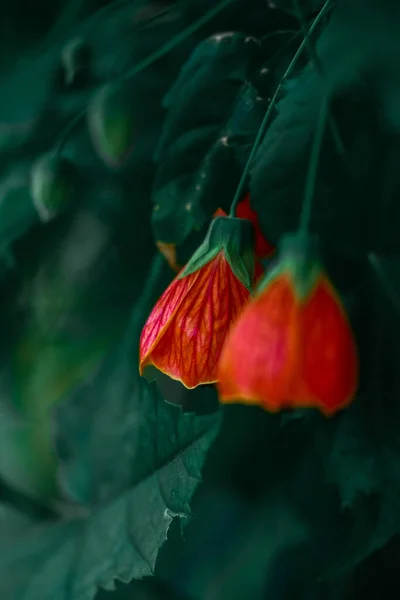 阿布提隆 一帧印度软糖花的垂直照片 — 图库照片