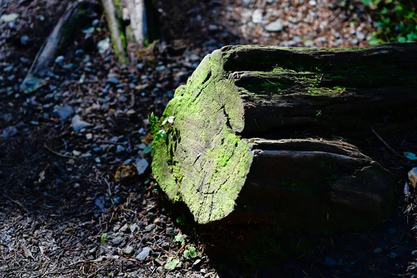 Selective Focus Shot Lichen Growing Log Alaska United States — стокове фото