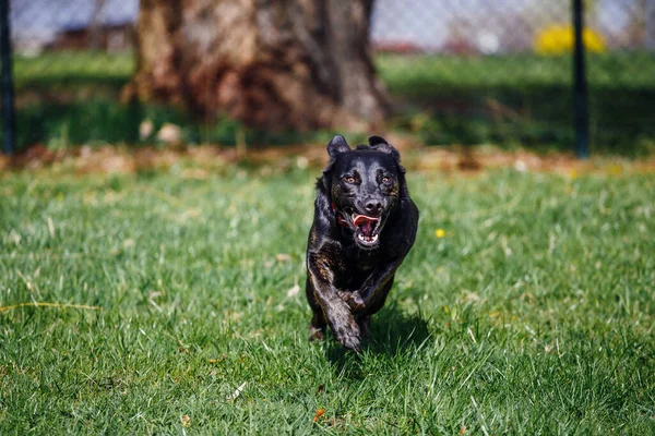 Lindo Perro Pastor Negro Corriendo Campo —  Fotos de Stock